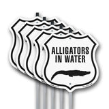 Alligators in water