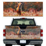 Fox in the Fall