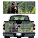 Friendly Black Bear