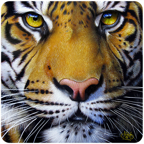 Bengal Tiger Face