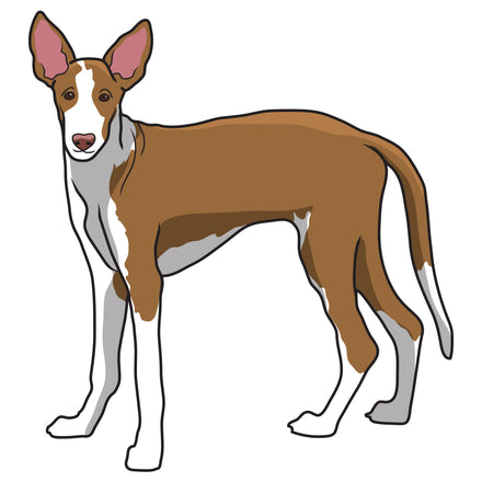 Ibizan Hound Dog Decal