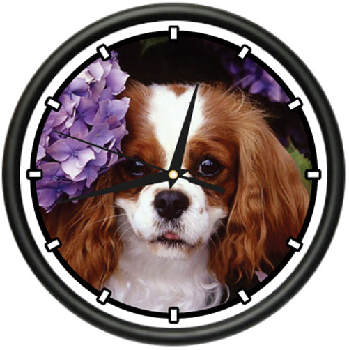 King Charles Spaniel